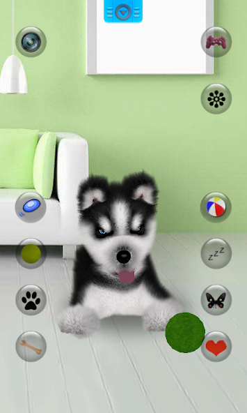 Talking Siberian Husky