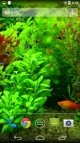 Real Aquarium 3D Wallpaper