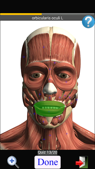 Anatomy Quiz