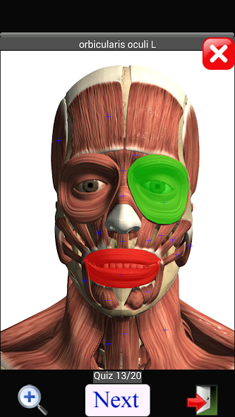 Anatomy Quiz