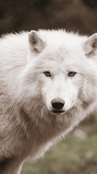 Wolf Wallpaper HD