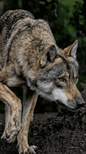 Wolf Wallpaper HD