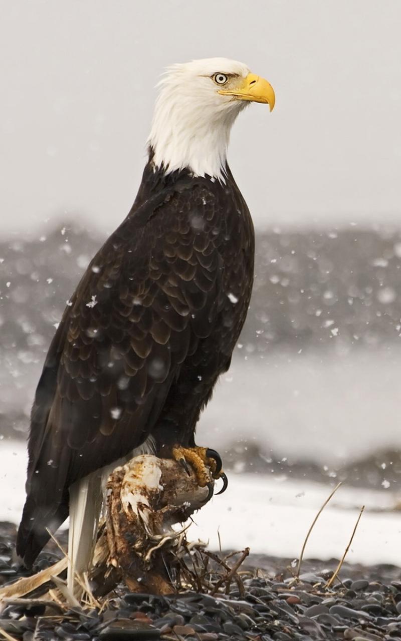 Eagle Live Wallpaper