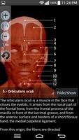 Anatomy Muscles