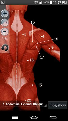Anatomy Muscles