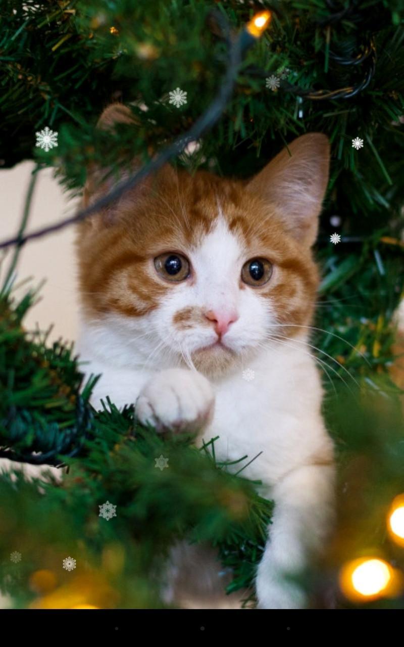 Xmas Cat