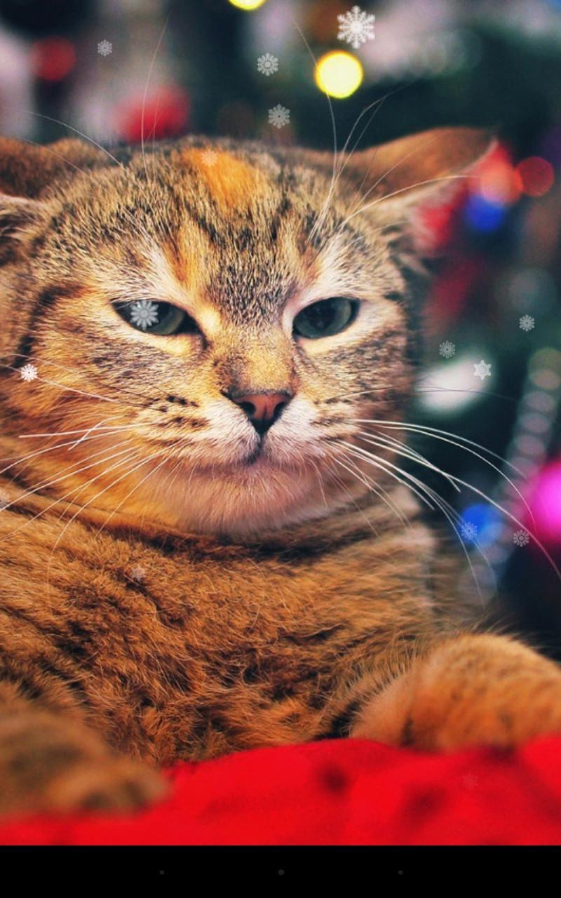 Xmas Cat