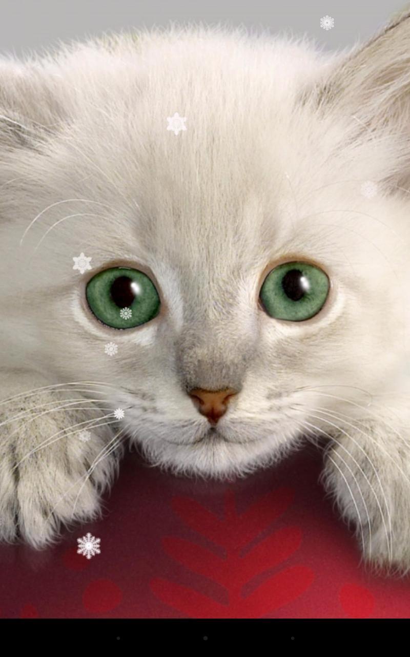 Xmas Cat