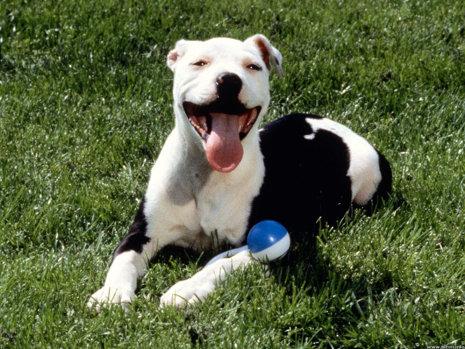 Pitbull Wallpapers