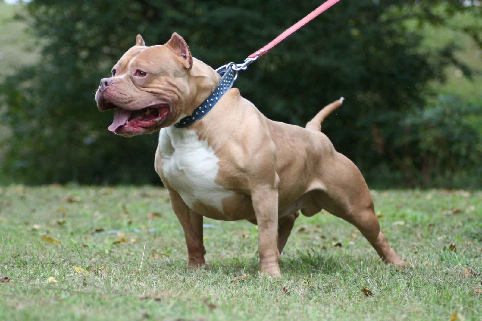 Pitbull Wallpapers