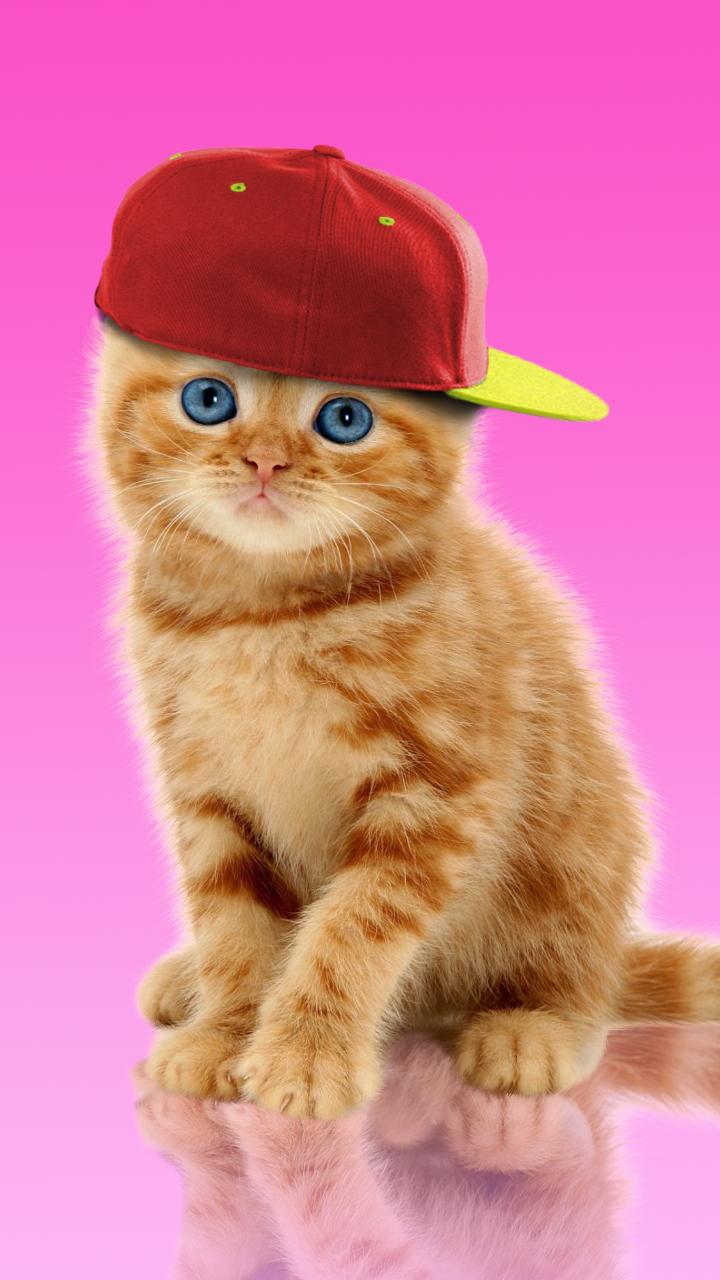 Sweet Cat. Dress Up Wallpaper
