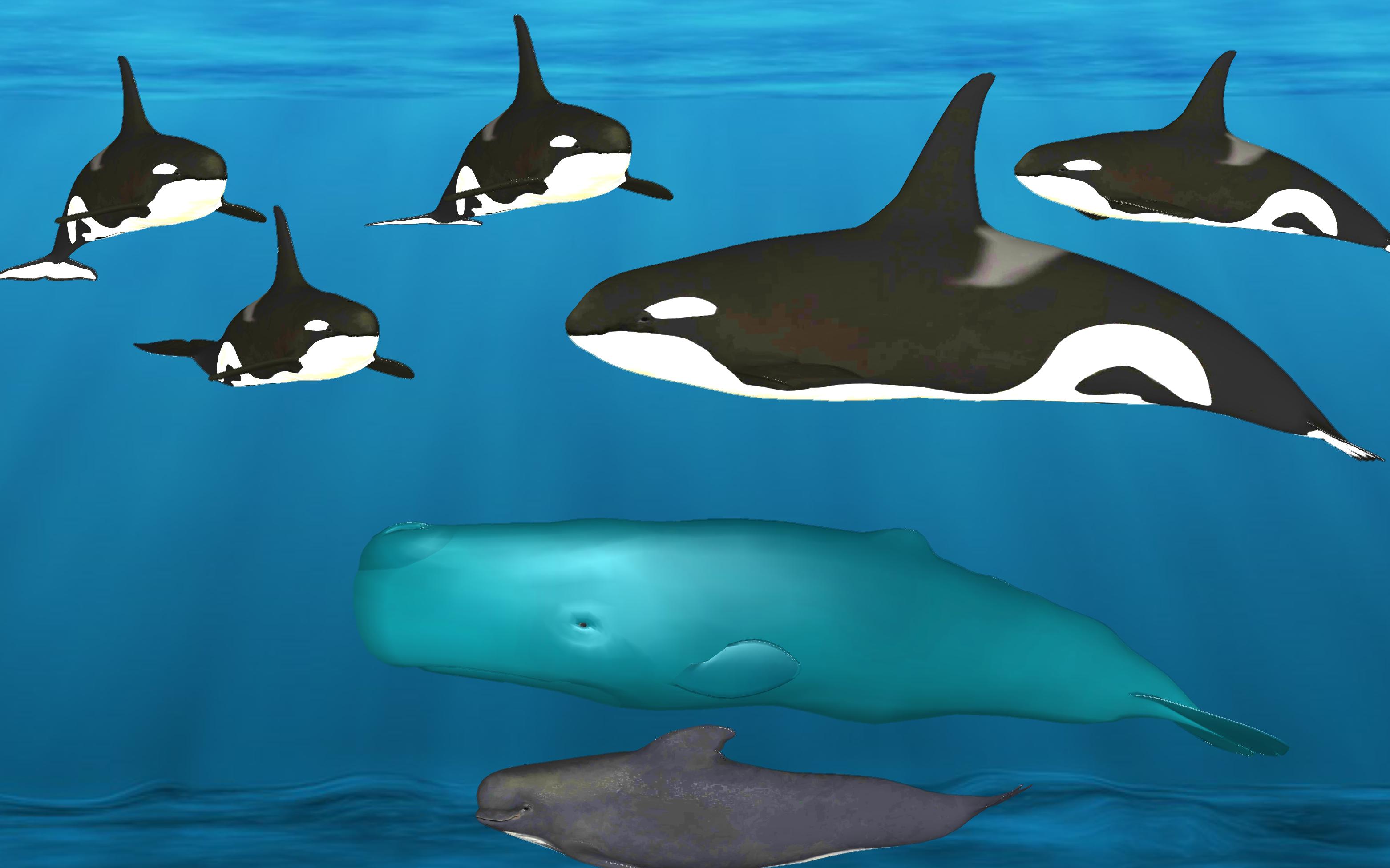 Mega Shark hunting