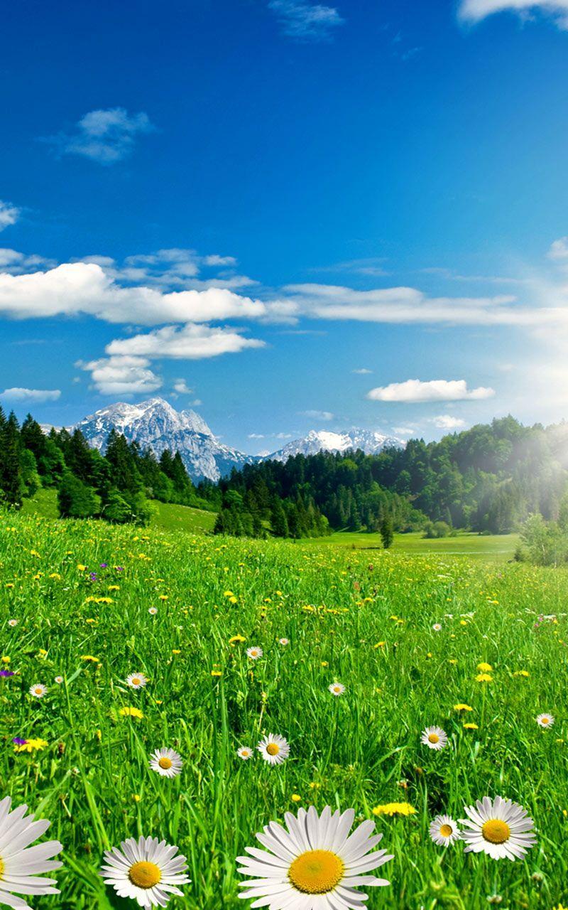 Flower Spring Live Wallpaper