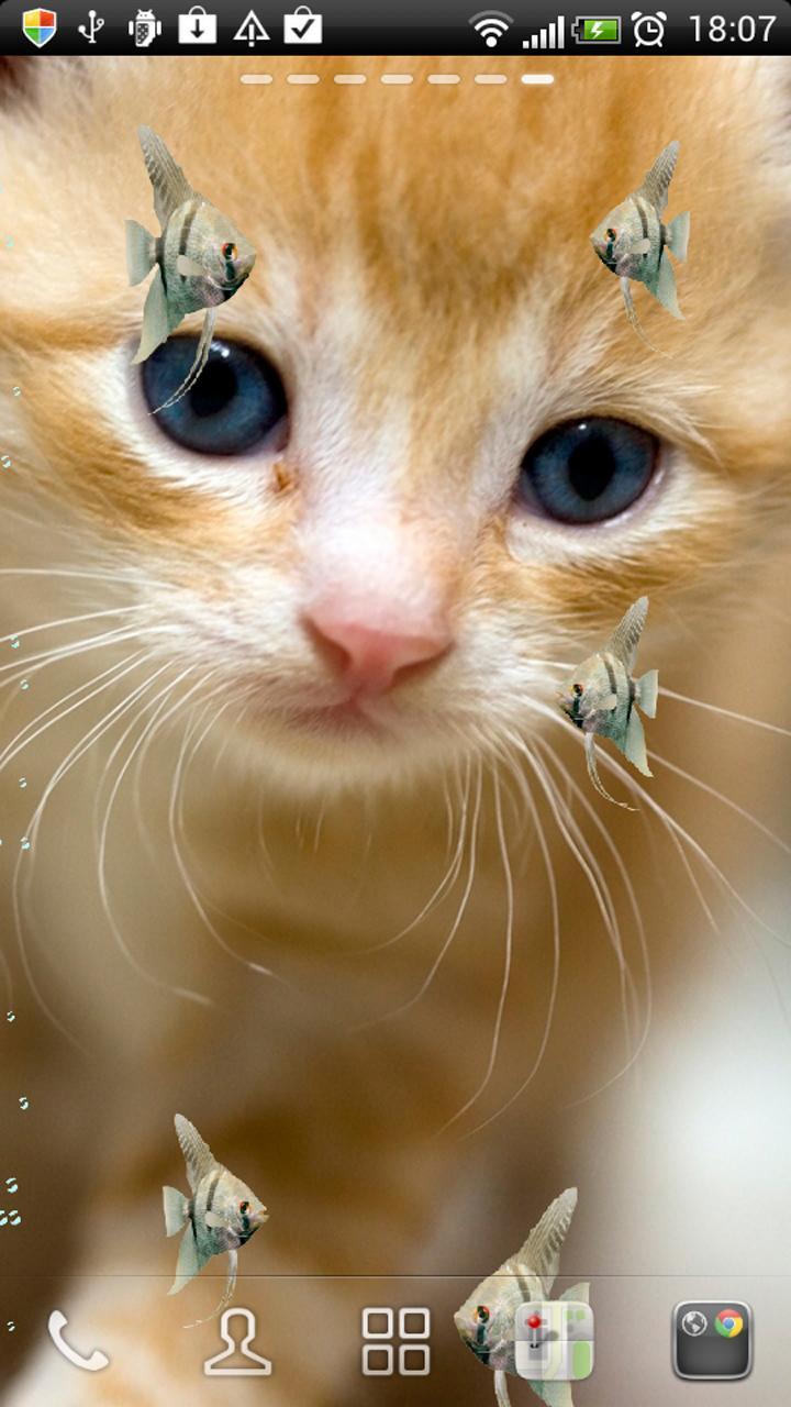 KITTY & FISH LIVE WALLPAPER(2)