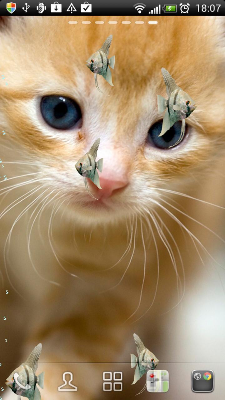 KITTY & FISH LIVE WALLPAPER(2)