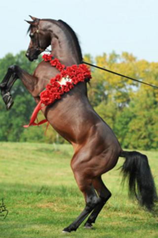 Arabian Horse Wallpapers