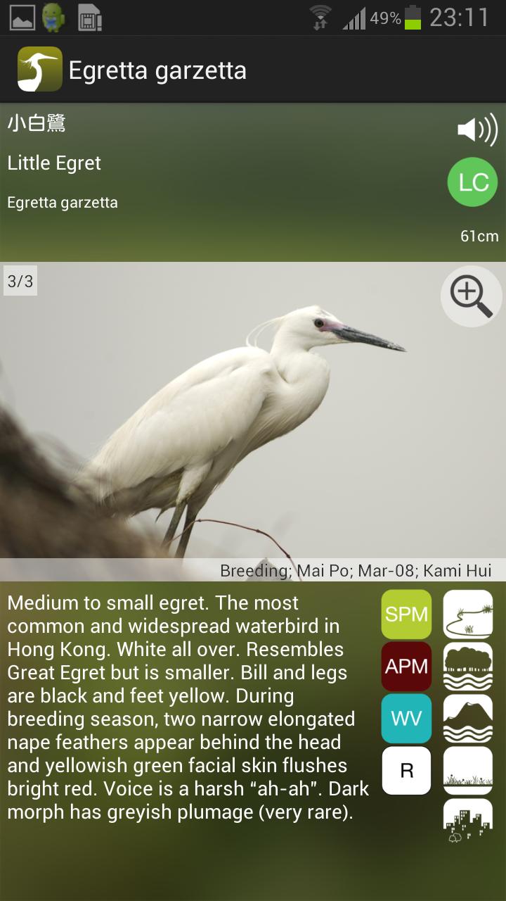 Common Birds of Hong Kong