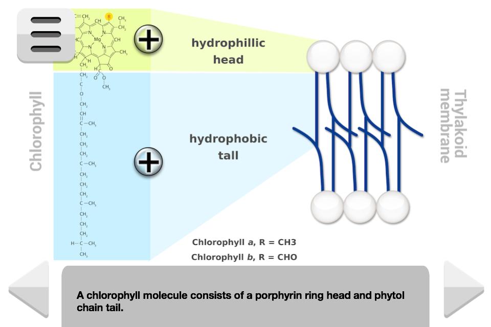 Biology Photosynthesis