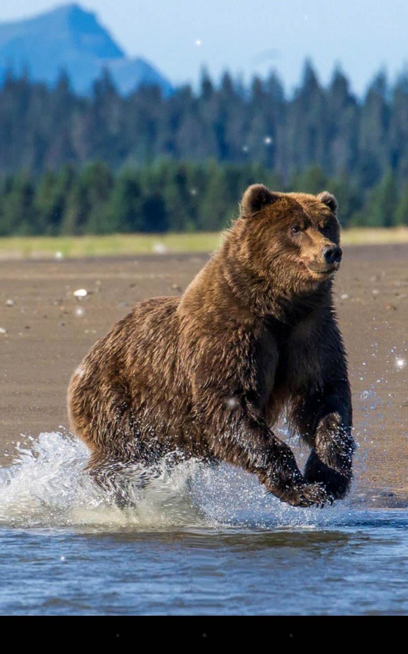 Brown Bear Live Wallpaper