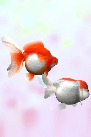 Gold Fish 3D free LWP