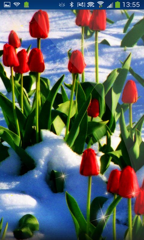 Romantic Day Snowing Floers