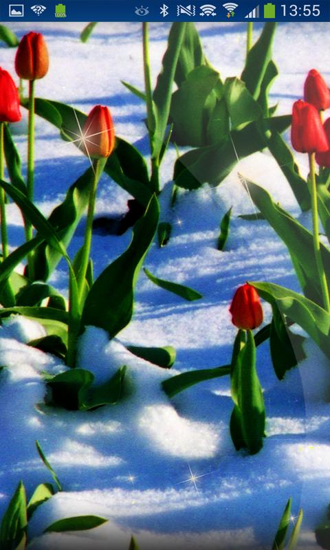 Romantic Day Snowing Floers