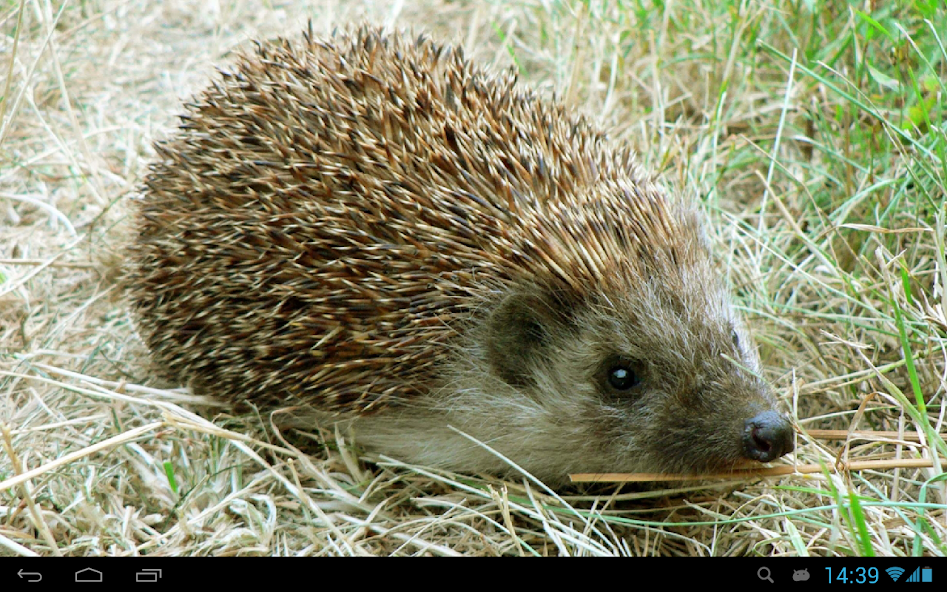 Hedgehogs Live Wallpaper