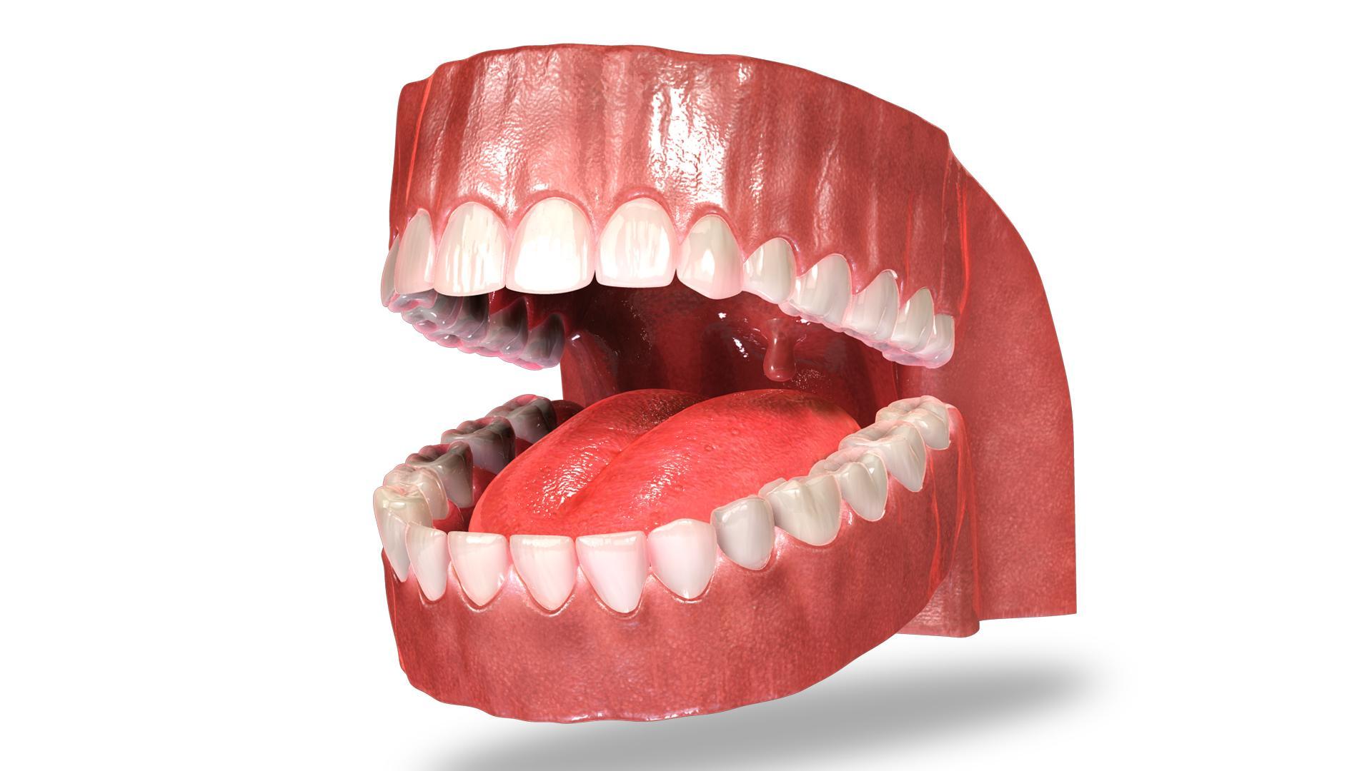 VR Teeth Anatomy