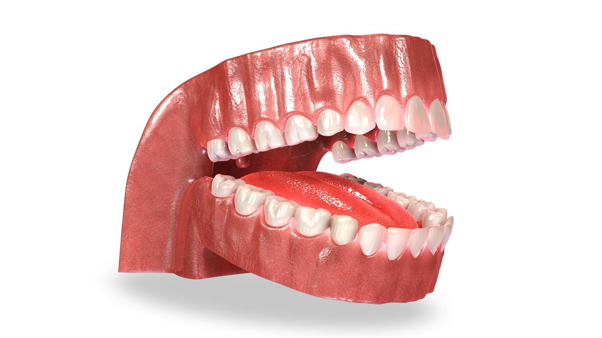 VR Teeth Anatomy