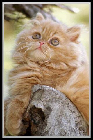 Tradutor para Gatinhos e Gatos