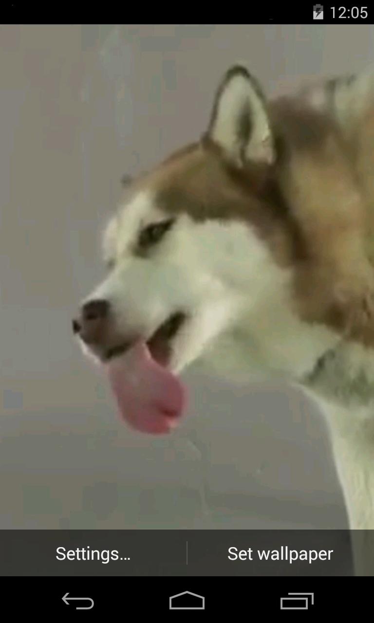 Husky licks glass Video LWP