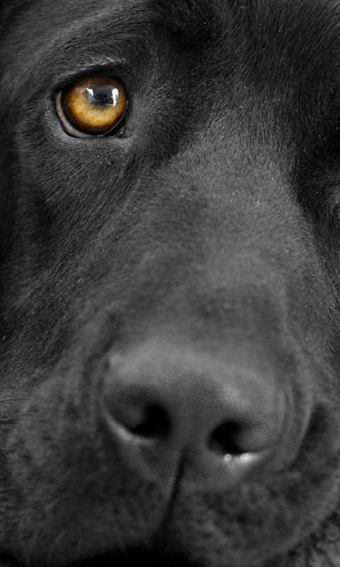 Black dogs wallpapers