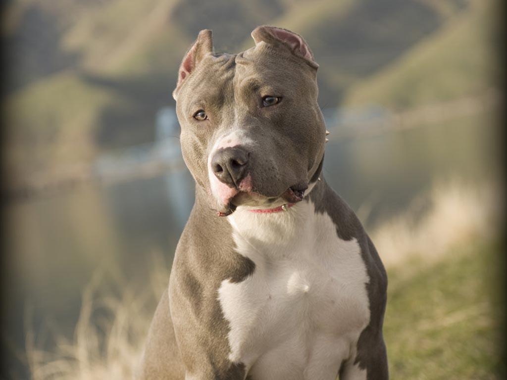 Pitbull Dogs Pack 2 Wallpaper