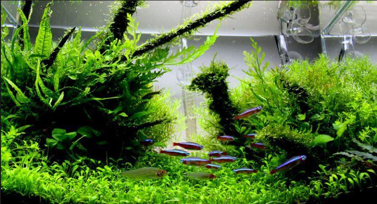 Aquascape Design Galerry