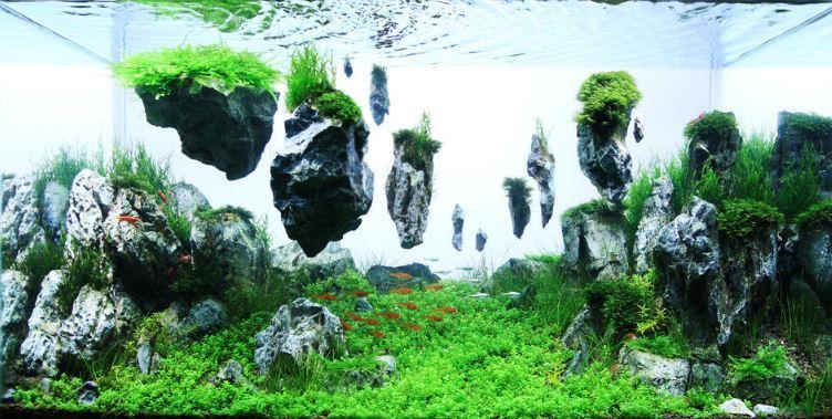 Aquascape Design Galerry
