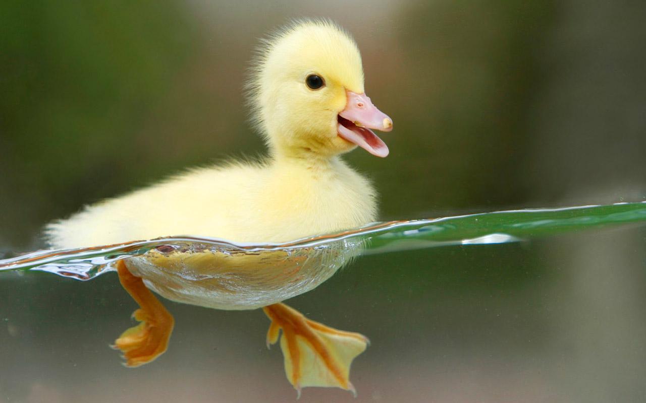 Animal Live Wallpaper