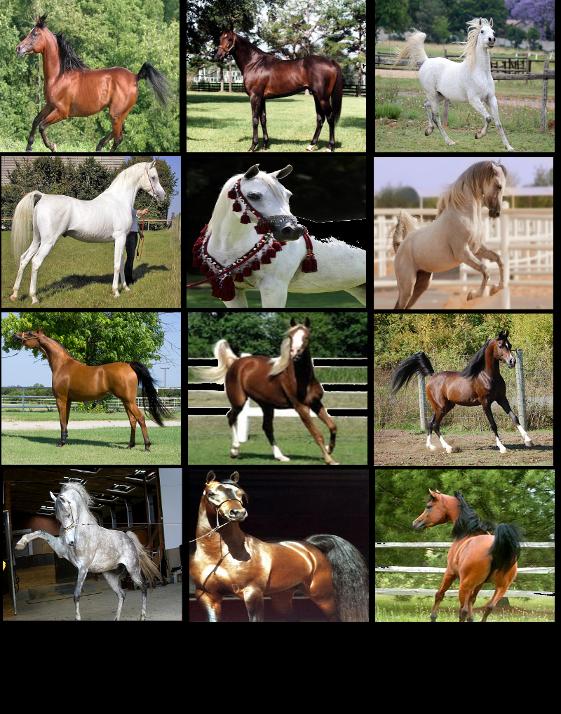 Cool Arabian Horse Game