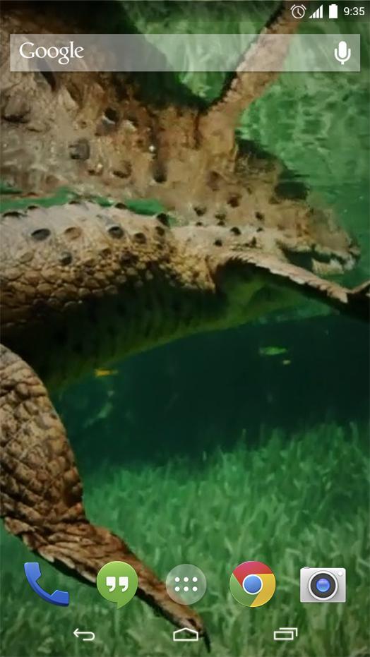 Alligator Live Wallpaper