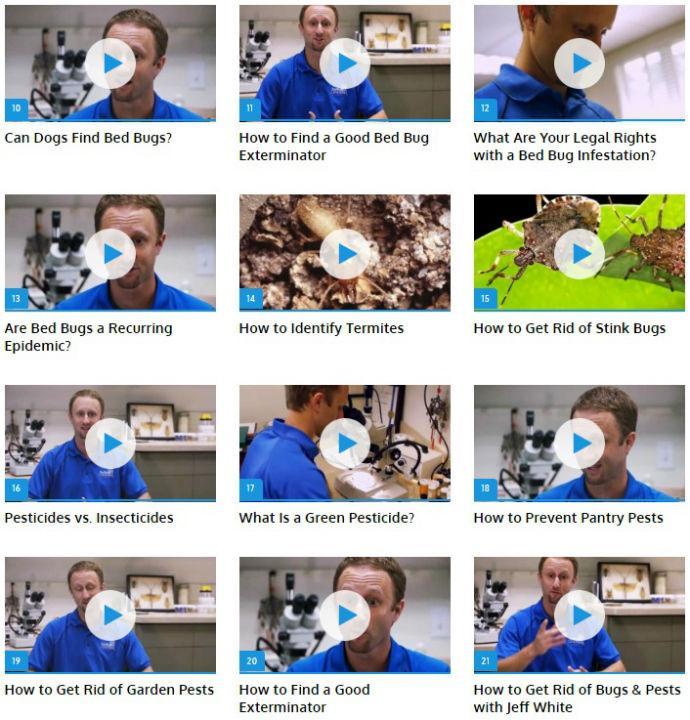 Bed Bugs - Pest (Guide)