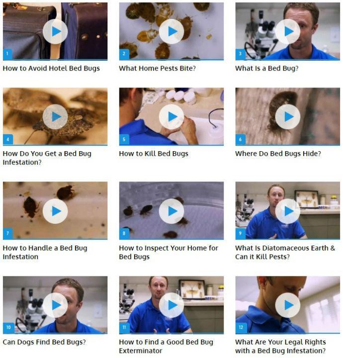 Bed Bugs - Pest (Guide)