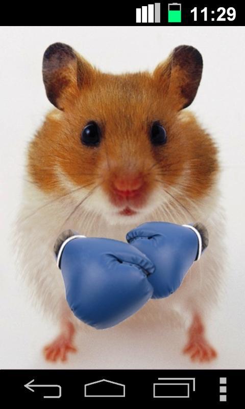 Funny Hamster Cracked Screen