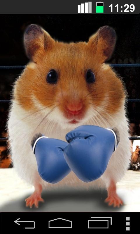 Funny Hamster Cracked Screen