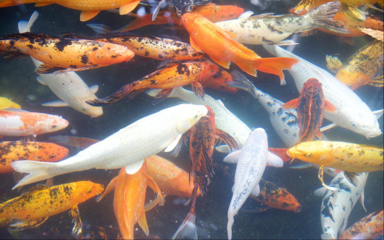 Jigsaw Puzzles: Aquarium Fish