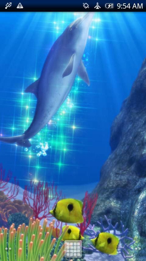 Dolphin Coral Trial