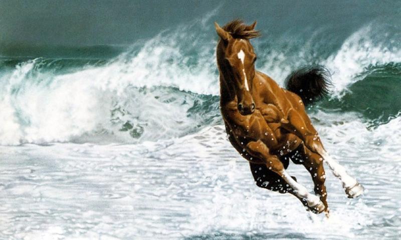 Horse wallpapers