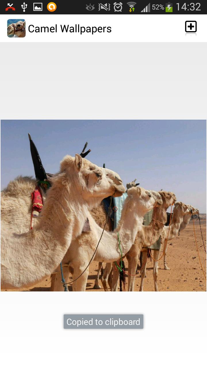 Camel Wallpapers