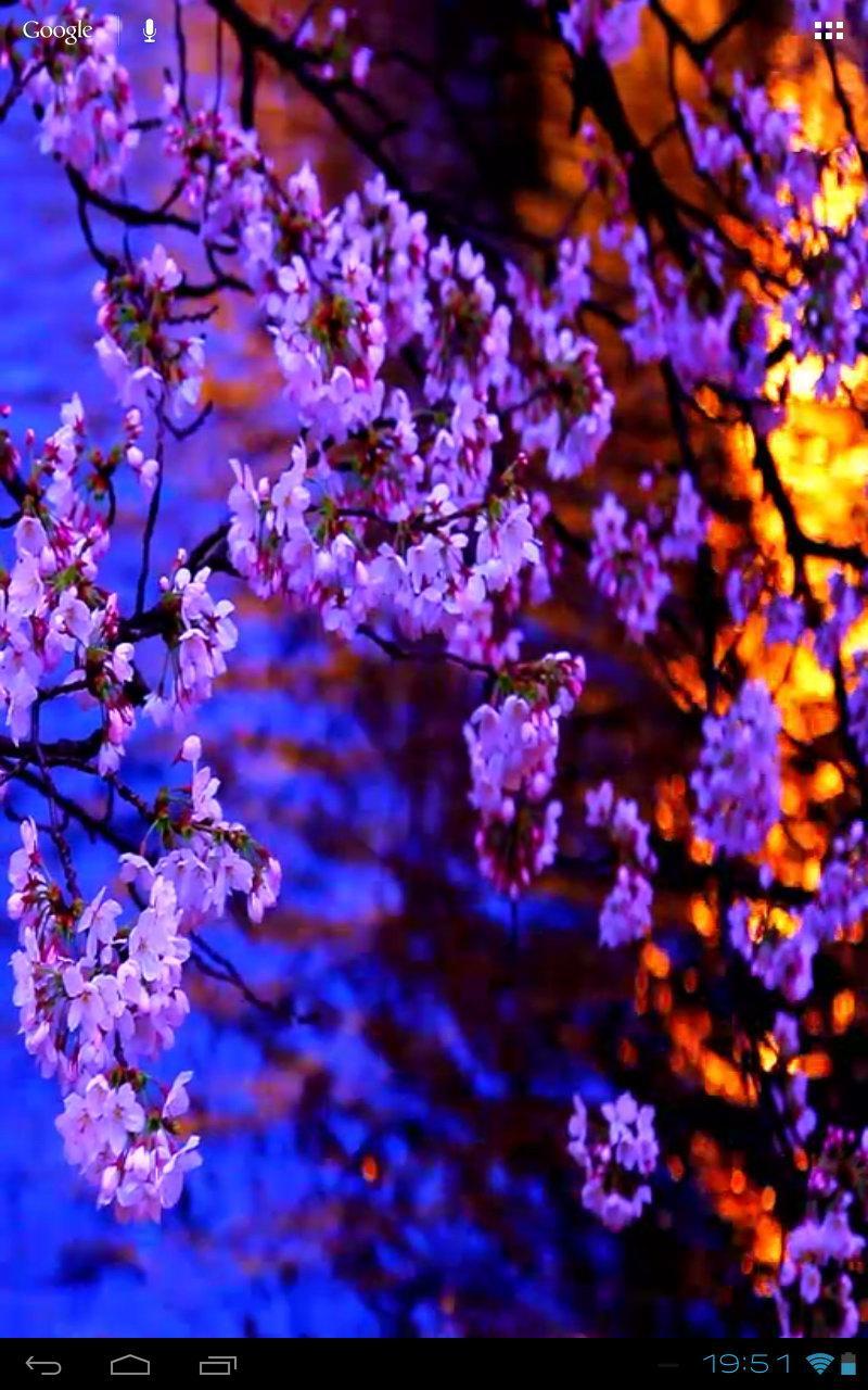 Evening Sakura at a Kyoto Pond