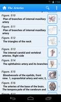 Gray's Anatomy Lite