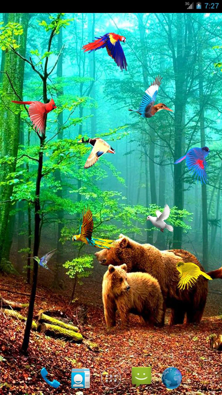 Forest Birds