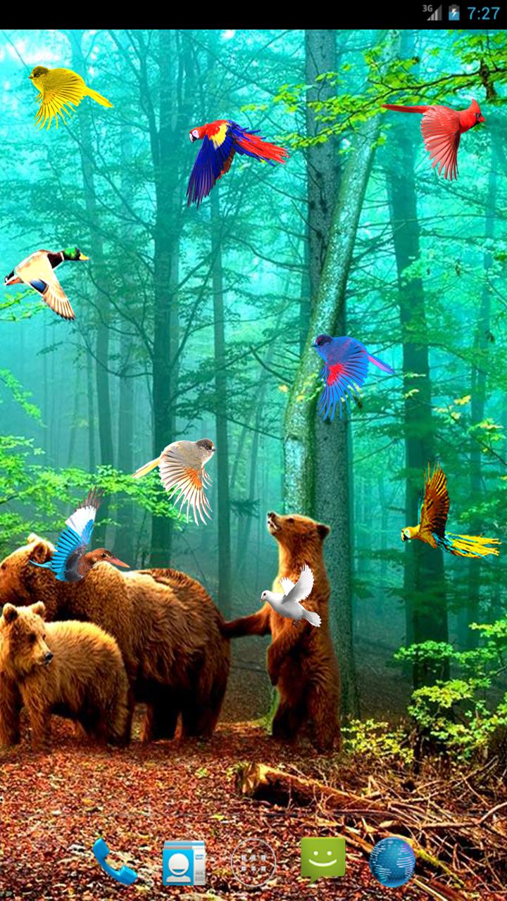 Forest Birds